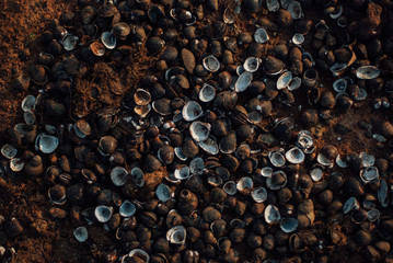 small shell in Thailand