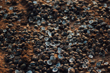 small shell in Thailand