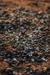 small shell in Thailand