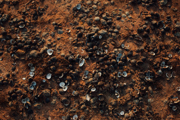 small shell in Thailand