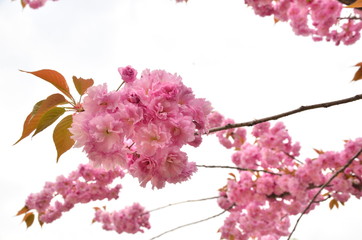 cherry blossom on white background
