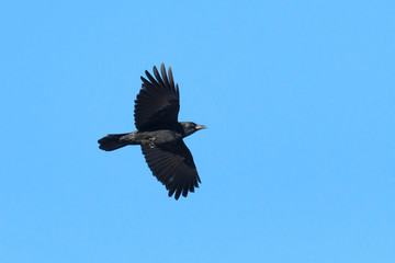 Carrion crow, Corvus corone corone,
