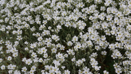 White Flowering Cerastium Boissieri Alpine Plant