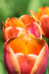Bright spring tulip bud