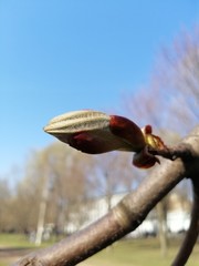 green blossoming buds on trees  