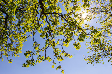 Sonne scheint durch das Laub einer Kastanie im Biergarten
