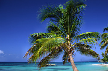 Fototapeta na wymiar palme am strand