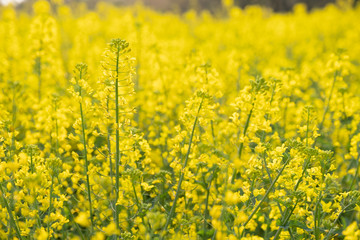 Obraz premium field of yellow flowers