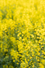 field of yellow flowers