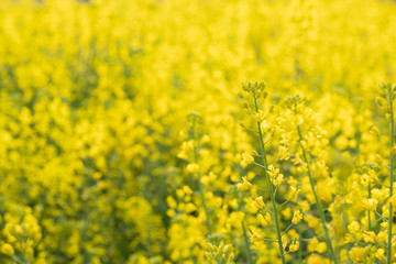 field of yellow flowers