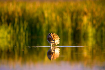 Lake and bird. Natural background. Green, yellow lake background. Water reflection. Bird: Common Snipe. Gallinago gallinago.