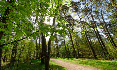 Panorama of a beautiful and peaceful outdoor morning scene with beautiful spring  forest trees in a wild wood nature and bright sun shining through the trees. Germany in Europe.