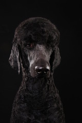 large portrait of a black poodle, isolated on a black background