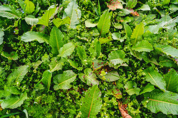Green lush meadow