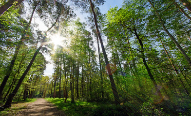 Panorama of a beautiful and peaceful outdoor morning scene with beautiful spring  forest trees in a wild wood nature and bright sun shining through the trees. Germany in Europe.