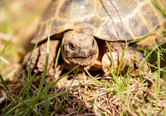 eating tortoise kept in a terrarium with fresh grass looks curiously out of its shell into the world
