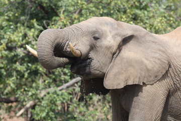 Afrikanischer Elefant / African elephant / Loxodonta africana