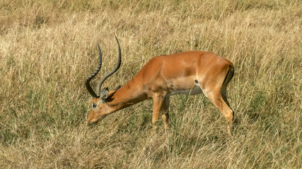 impala grazing in masai mara national game reserve