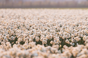 flowers on a background