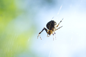 Spider and web. Cobweb in morning light. Aranei and shining spiderweb. natural background.