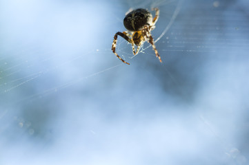 Spider and web. Cobweb in morning light. Aranei and shining spiderweb. natural background.