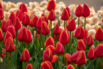 red tulips and white flowers