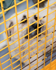 Dog in animal shelter behind the cage