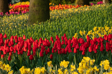 field of colorful tulips in forest