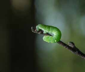 Green caterpillar with a black spots, wooden background.