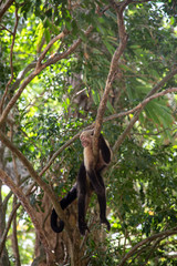 Wild Monkey hanging out