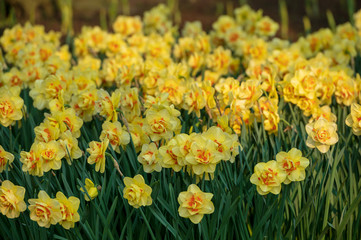 Fototapeta premium yellow daffodils in the garden