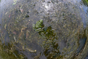 Edible frog, common water frog or green frog -  (Pelophylax esculentus or Pelophylax kl. esculentus)