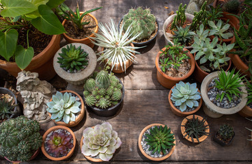 cactus decoration outdoor garden wood table