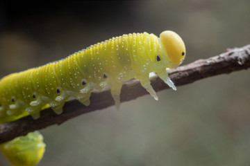 Green caterpillar with a black spots, wooden background.