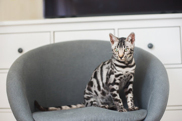 Silver Bengal Cat Kitchen on a chair