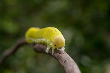 Green caterpillar with a black spots, wooden background.