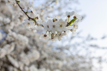 A closeup view of white spring cherry blossoms in full bloom on a tree branch.