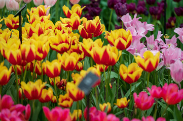 colorful tulips in a garden