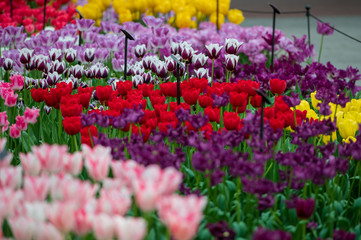 many colors of tulips in garden