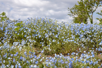 ネモフィラの丘