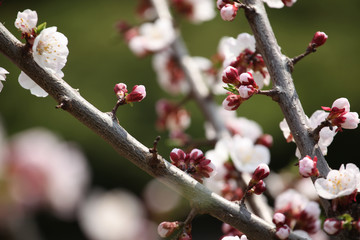 Apricot tree flower bloom nobody 