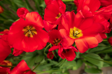 Fototapeta premium red tulips in the garden