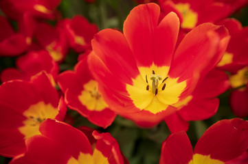 close up of tulips in the garden