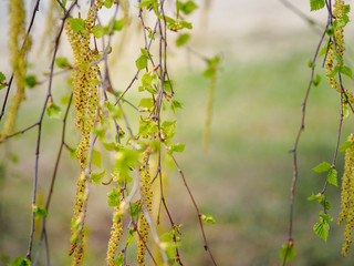 Catkins on a white birch tree in early spring