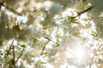 Blooming apple tree in the spring with sunlight