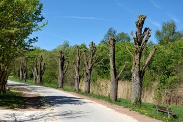 Fototapeta premium gestutzte Baumallee - Bäume beschnitten