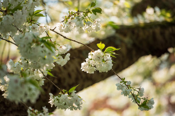 blooming apple tree in spring
