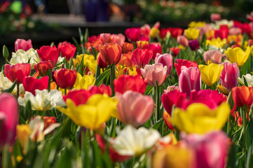 close up field of red and yellow tulips