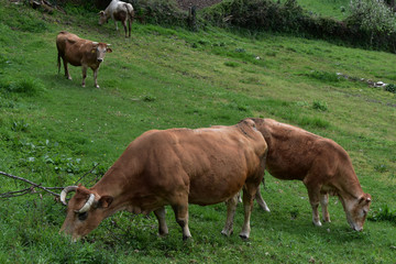 Naklejka na ściany i meble Vacas pastando en el campo, naturaleza, montaña