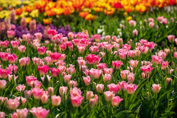 field of colorful tulips